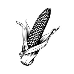 Fresh Corn on the Cob Vector Illustration