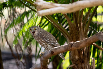 The barking owl has bright yellow eyes and no facial-disc. Upperparts are brown or greyish-brown, and the white breast is vertically streaked with brown. The large talons are yellow.