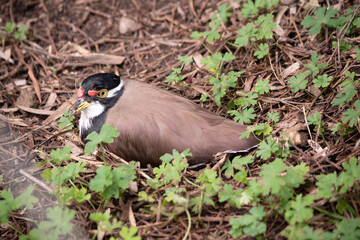 Obraz premium the lapwing has a black cap and broad white eye-stripe, with a yellow eye-ring and bill and a small red wattle over the bill. The legs are pinkish-grey.