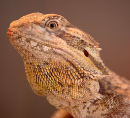 They have a broad, triangular head, round bodies, stout legs, and robust tails.