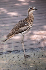 The bush stone curlew has grey-brown feathers with black streaks, a white forehead and eyebrows, a broad, dark-brown eye stripe and golden eyes