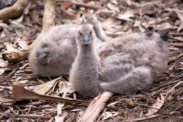 the cape barren goslings are grey with a black beak.