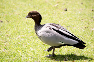 The male wood duck has a darker head and a small dark mane, with a speckled brown-grey breast and a black lower belly and undertail.