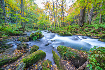 初秋の奥入瀬