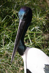 The head and neck of a jabiru is black with an iridescent green and purple sheen. The male has black eyes the female has yellow