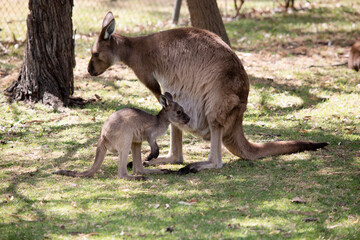 the kangaroo-Island Kangaroo joey has a light brown body with a white under belly. They also have black feet and paws