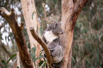 Fototapeta premium the Koala has a large round head, big furry ears and big black nose. Their fur is usually grey-brown in color with white fur on the chest, inner arms, ears and bottom.