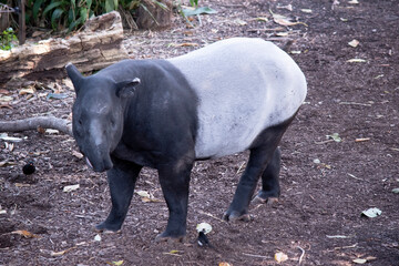 Naklejka premium the front and black or the Malaysian tapir are black and the midsectiion is white. There nose and lip are extended to form a short prehensile snout.