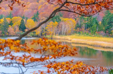 八幡平大沼の紅葉