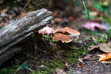Mushroom in the woods in Algonquin Park.