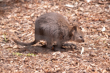 The Quokka is a small wallaby with thick, coarse, grey-brown fur with lighter underparts. Its snout is naked and its ears are short.