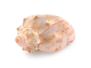 Beautiful seashell isolated on white. Beach object