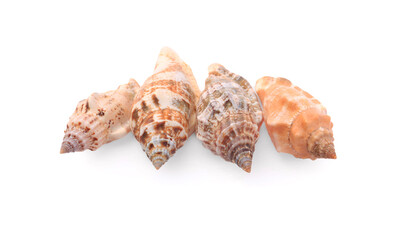 Beautiful seashells isolated on white, top view. Beach objects