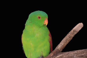 the red winged parrot is the only mainly green parrot with large red shoulder patches