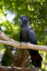 the Male Red-tailed Black Cockatoos are black with two vibrant red stripes in the tail. They also have a very full crest and a black bill.