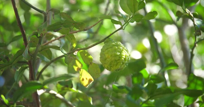 Herbs concept, fresh kaffir lime on the tree, details of kaffir lime