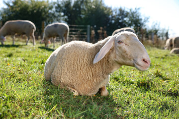 Cute sheep grazing outdoors on sunny day. Farm animals
