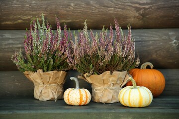 Beautiful heather flowers in pots and pumpkins on table near wooden wall