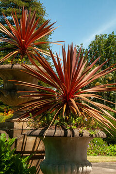 Sydney Australia, cordyline australis "red star" in garden urns