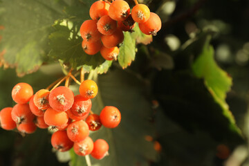 Rowan tree with many berries growing outdoors, closeup. Space for text