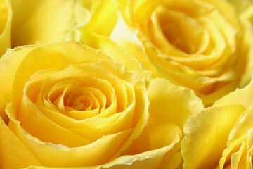 Beautiful roses with yellow petals as background, macro view
