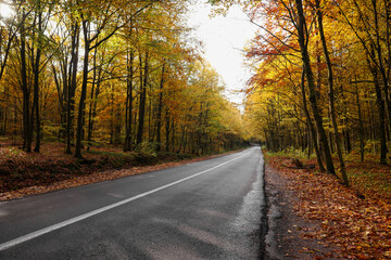 Fototapeta na wymiar Beautiful view of asphalt road going through autumn forest
