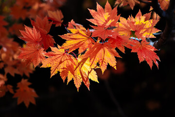 紅葉