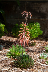 Sydney Australia, flowering Aristaloe aristata or guinea-fowl aloe in garden