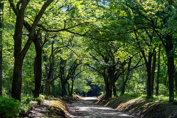 Fototapeta na wymiar 新緑に包まれた癒しの森のイメージ