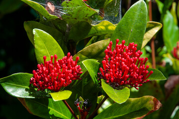 Sydney Australia, buds of a of a ixora chinensis 