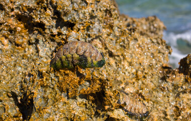 stone on the shore with a clam for background
