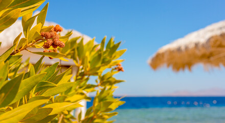 summer background banner with free space for text