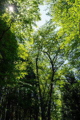 新緑に包まれた癒しの森のイメージ