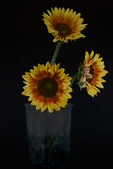 Sunflowers in the Shadows