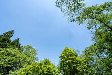 新緑に包まれた癒しの森のイメージ