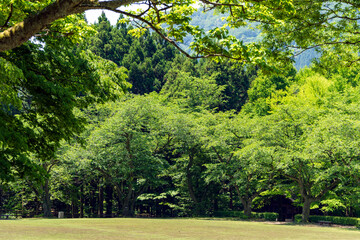 Fototapeta na wymiar 新緑に包まれた癒しの森のイメージ