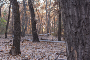 Obraz premium Peering past tree trunks in a forest to the golden light of the late day sun illuminating the golden autumn leaves of a thicket of trees.