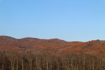 Majestic mountain forest and ski slopes in the beautiful autumn landscape in nagano Japan.