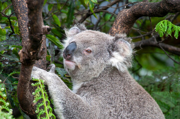 Sydney Australia, koala sitting on branch with eucalypt leaves