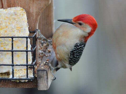 Red-bellied woodpecker on Bird Feeder