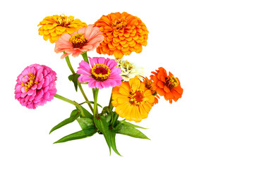 beautiful colorful zinnia flower blooming in cutout transparent background,png format,copy space
