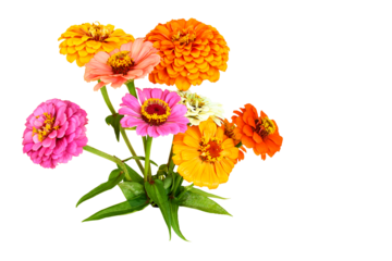 beautiful colorful zinnia flower blooming in cutout transparent background,png format,copy space