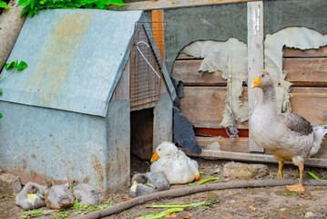 Geese and ducks, gray and white, are bred in the village. High quality photo