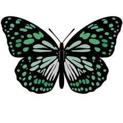 butterfly isolated on white