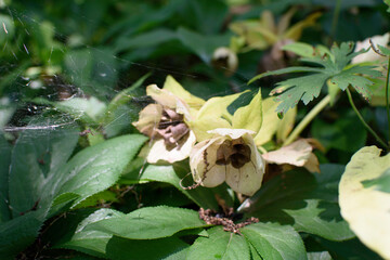 spider on a leaf