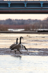 Canada geese on a river near a bridge in winter