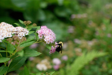 Bee on flower