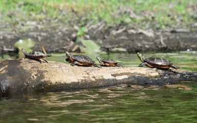 Turtle family