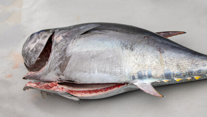 Blue fin tuna filleted and processed in Ventura California United States