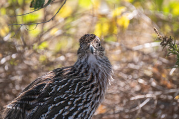 A roadrunner sitting in the shade of a bush turns to look directly into the camera.
